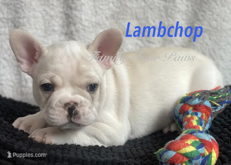 Lambchop – French Bulldog, Frenchton puppy for sale in Hoodsport, WA