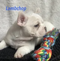 Lambchop, a male French Bulldog and Frenchton for sale in Hoodsport, WA – 3 of 8
