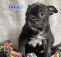 Licorice , a male French Bulldog and Frenchton for sale in Hoodsport, WA – 6 of 10
