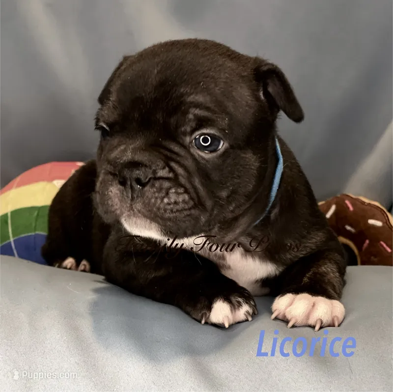 Licorice  – French Bulldog, Frenchton puppy for sale in Hoodsport, WA