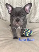 Luca Blue , a male French Bulldog and Frenchton for sale in Hoodsport, WA – 2 of 7