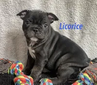 Licorice , a male French Bulldog and Frenchton for sale in Hoodsport, WA – 8 of 10