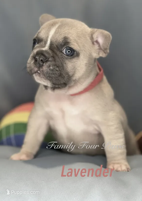 Lavender – French Bulldog, Frenchton puppy for sale in Hoodsport, WA
