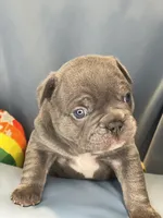 Luca Blue , a male French Bulldog and Frenchton for sale in Hoodsport, WA – 5 of 7
