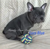 Luca Blue , a male French Bulldog and Frenchton for sale in Hoodsport, WA – 4 of 7