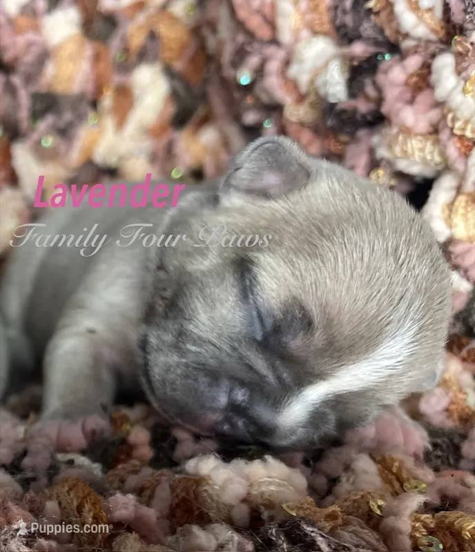 Lavender – French Bulldog, Frenchton puppy for sale in Hoodsport, WA