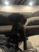 Willow, a female Cane Corso for sale in Countryside, IL – 7 of 7