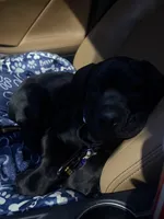 Willow, a female Cane Corso for sale in Countryside, IL – 3 of 7