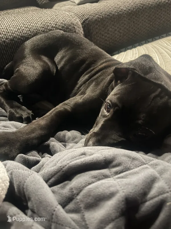 Willow – Cane Corso puppy for sale in Countryside, IL