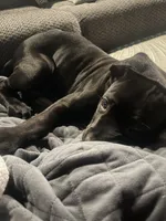 Willow, a female Cane Corso for sale in Countryside, IL – 1 of 7