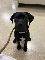 Willow, a female Cane Corso for sale in Countryside, IL – 6 of 7