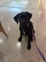 Willow, a female Cane Corso for sale in Countryside, IL – 2 of 7