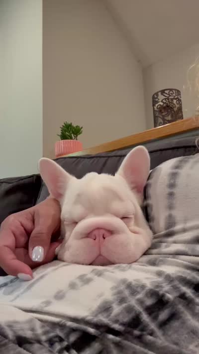 Casper , a male French Bulldog for sale in Bridgewater Township, NJ – 3 of 3
