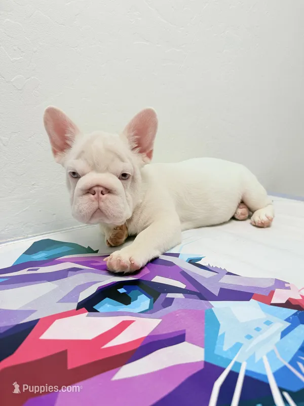 Casper  – French Bulldog puppy for sale in Bridgewater Township, NJ