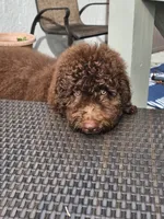 Rylee, a female Bernedoodle for sale in Homosassa, FL – 4 of 8