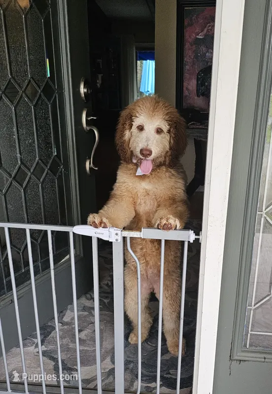 Ginger – Bernedoodle puppy for sale in Homosassa, FL