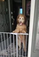 Make offer, a female Bernedoodle for sale in Homosassa, FL – 1 of 10