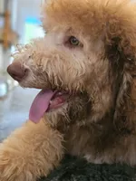 Ginger with green eyes, a female Bernedoodle for sale in Homosassa, FL – 3 of 9
