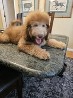 Ginger with green eyes, a female Bernedoodle for sale in Homosassa, FL – 6 of 9