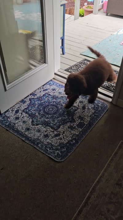 Daisy, a female Bernedoodle for sale in Tampa, FL – 4 of 4