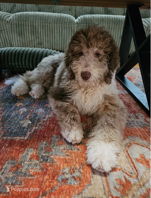 Ginger – Bernedoodle puppy for sale in Homosassa, FL