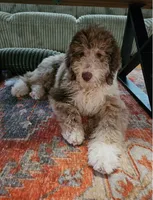 Ginger, a female Bernedoodle for sale in Homosassa, FL – 7 of 9