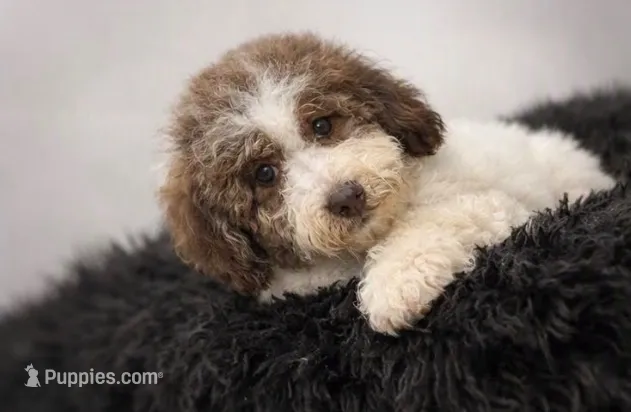 Shelby – Bernedoodle puppy for sale in Homosassa, FL