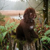 Rylee, a female Bernedoodle for sale in Homosassa, FL – 8 of 8