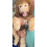 Ginger, a female Bernedoodle for sale in Homosassa, FL – 4 of 9