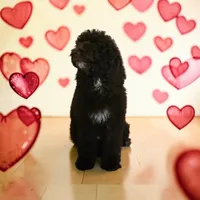 Rylee, a female Bernedoodle for sale in Homosassa, FL – 2 of 8