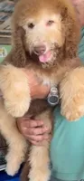 Ginger, a female Bernedoodle for sale in Homosassa, FL – 3 of 9