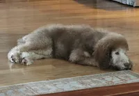 Ginger, a female Bernedoodle for sale in Homosassa, FL – 2 of 9