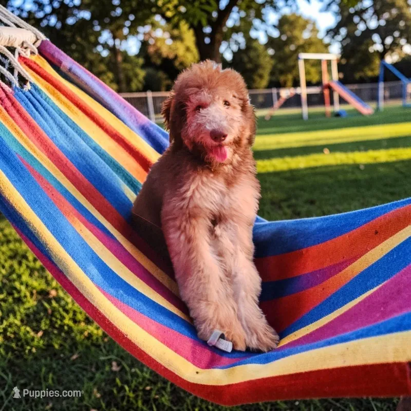 Ginger – Bernedoodle puppy for sale in Homosassa, FL