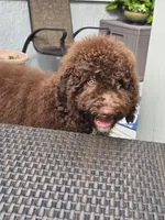 Rylee, a female Bernedoodle for sale in Homosassa, FL – 3 of 8