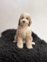 Shelby, a female Bernedoodle for sale in Homosassa, FL – 7 of 10
