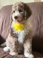MISSY, a female Bernedoodle for sale in Tampa, FL – 5 of 5