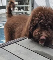 Rylee, a female Bernedoodle for sale in Homosassa, FL – 7 of 8