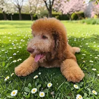 Ginger with green eyes, a female Bernedoodle for sale in Homosassa, FL – 8 of 9