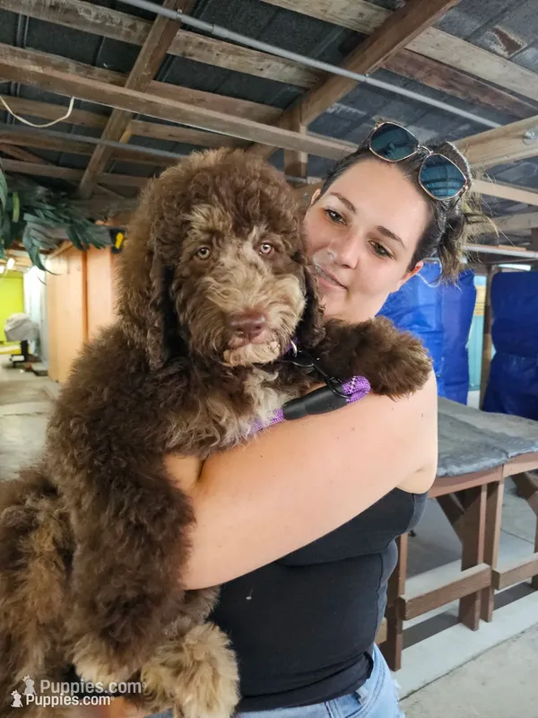 Daisy – Bernedoodle puppy for sale in Tampa, FL
