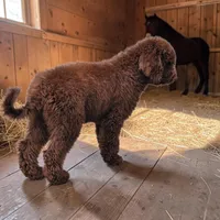 Rylee, a female Bernedoodle for sale in Homosassa, FL – 6 of 8