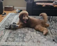 Ginger, a female Bernedoodle for sale in Homosassa, FL – 5 of 9
