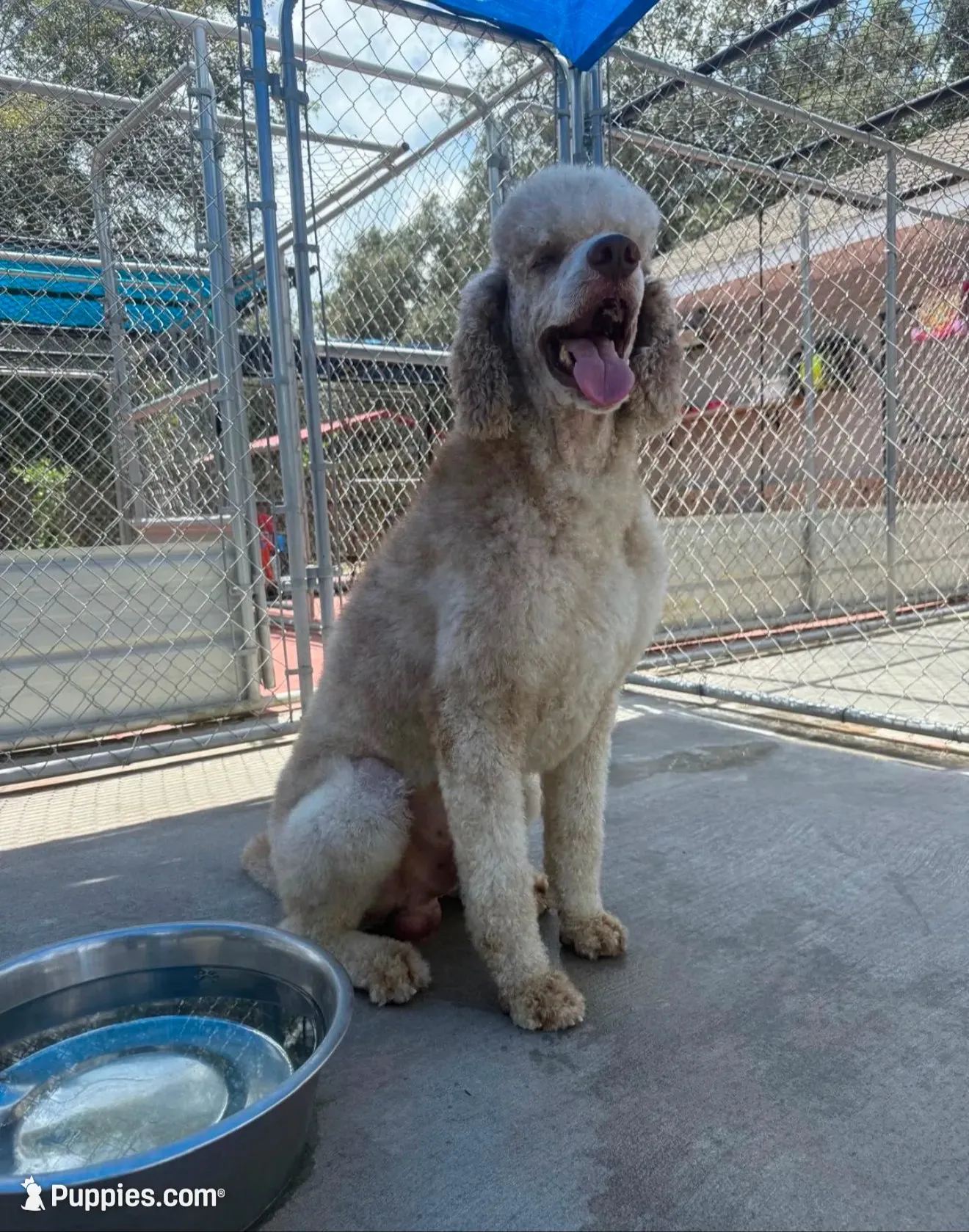 Daisy, a female Bernedoodle for sale in Tampa, FL – 3 of 4