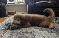 Ginger with green eyes, a female Bernedoodle for sale in Homosassa, FL – 4 of 9