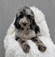 Shelby, a female Bernedoodle for sale in Homosassa, FL – 10 of 10