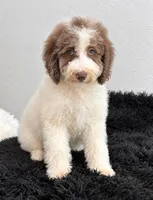 Shelby, a female Bernedoodle for sale in Homosassa, FL – 9 of 10