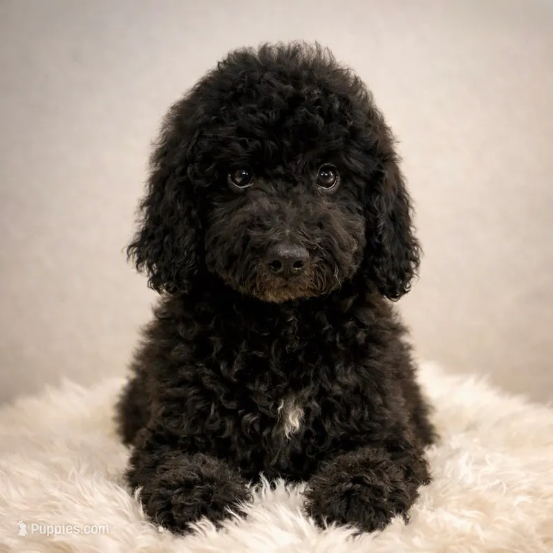 Shelby – Bernedoodle puppy for sale in Homosassa, FL