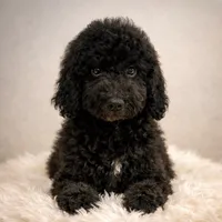 Shelby, a female Bernedoodle for sale in Homosassa, FL – 1 of 10