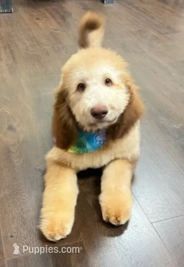 Ginger – Bernedoodle puppy for sale in Homosassa, FL