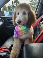 Make offer, a female Bernedoodle for sale in Homosassa, FL – 10 of 10