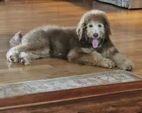Ginger, a female Bernedoodle for sale in Homosassa, FL – 6 of 9